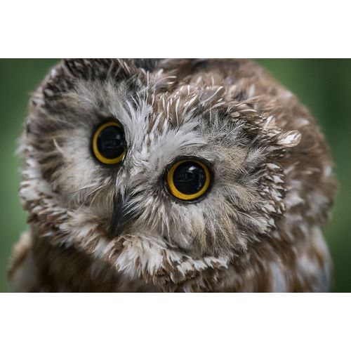 Sederquist, Betty 아티스트의 Usa-Alaska This tiny saw-whet owl is a permanent resident of the Alaska Raptor Center작품입니다.